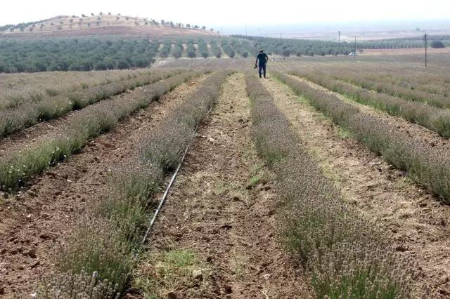 Manisa'da lavanta hasat şöleni