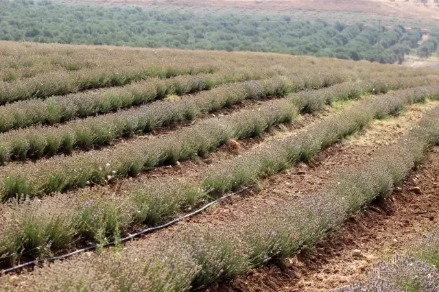 Manisa'da lavanta hasat şöleni