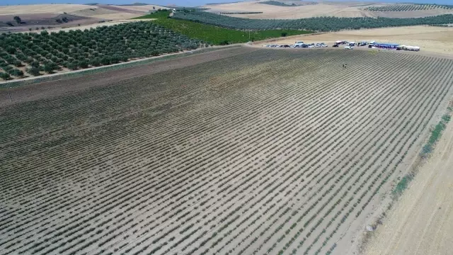 Manisa'da lavanta hasat şöleni