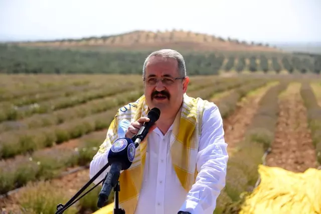 Manisa'da lavanta hasat şöleni