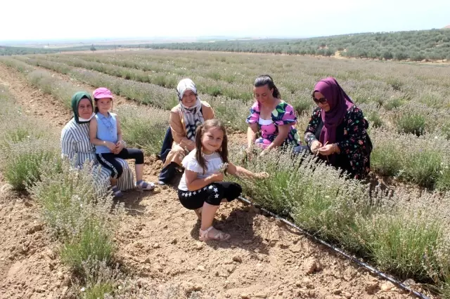 Manisa'da lavanta hasat şöleni