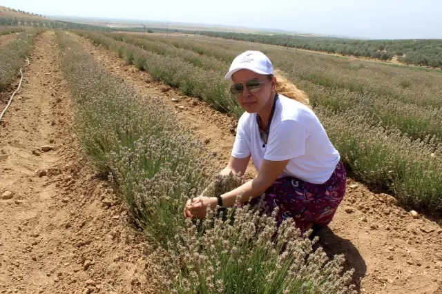 Manisa'da lavanta hasat şöleni