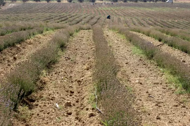 Manisa'da lavanta hasat şöleni