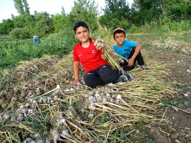 Sarımsak üreticilerine fiyat şoku