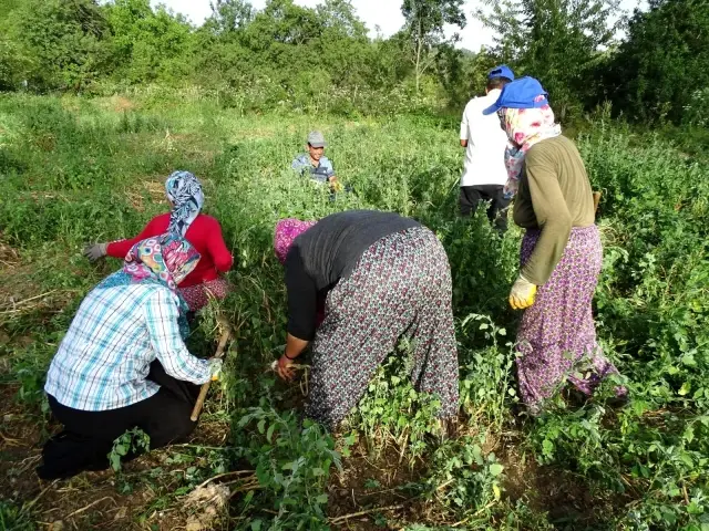 Sarımsak üreticilerine fiyat şoku