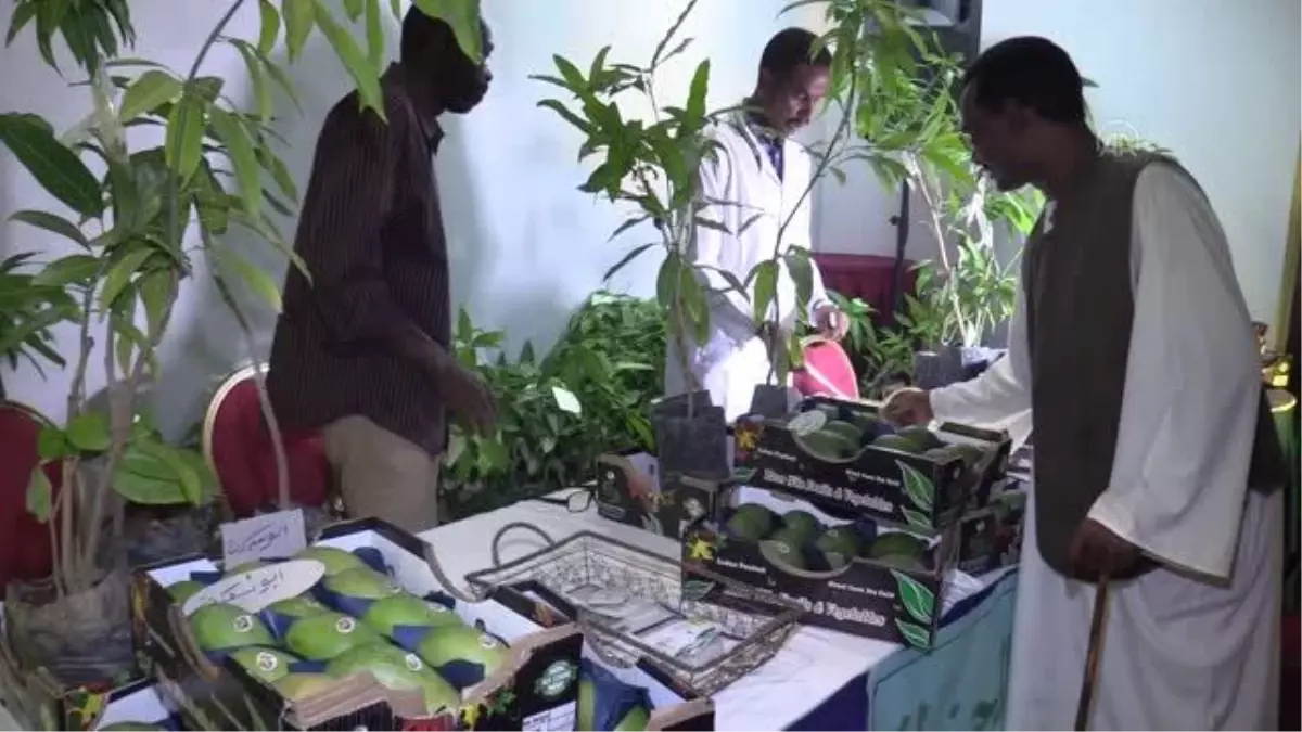 Sudan'da 25'inci 'Mango Festivali'
