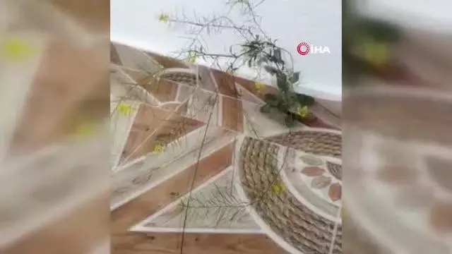 Binanın 4. katında fayans arasından çıkan çiçek şaşırttı 2 Binanın 4. katında fayans arasından çıkan çiçek şaşırttı