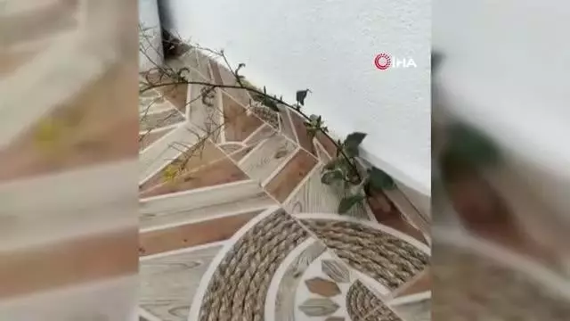Binanın 4. katında fayans arasından çıkan çiçek şaşırttı 3 Binanın 4. katında fayans arasından çıkan çiçek şaşırttı