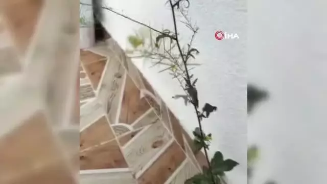Binanın 4. katında fayans arasından çıkan çiçek şaşırttı 4 Binanın 4. katında fayans arasından çıkan çiçek şaşırttı