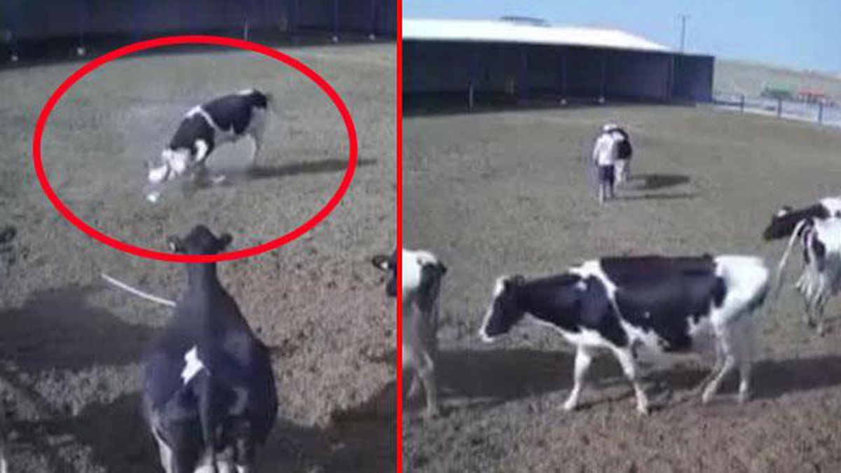 Boğa saldırısı saniye saniye kameralarda! Boynuzlarını bir anda çobanın karnına geçirdi
