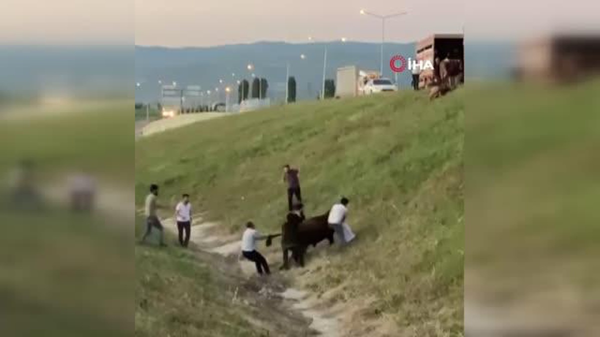 Boğalar firarda...Kamyonet kasasında boğa güreşi - Vimarsana News