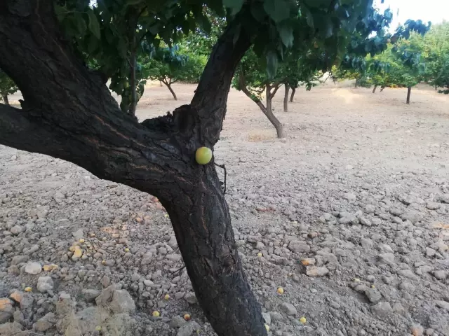 Kayısı meyvesi ağacın dalında değil gövdesinde çıktı