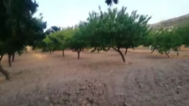 Kayısı meyvesi ağacın dalında değil gövdesinde çıktı