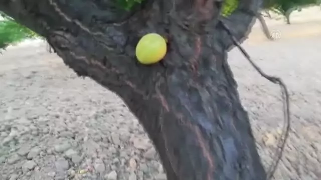 Kayısı meyvesi ağacın dalında değil gövdesinde çıktı