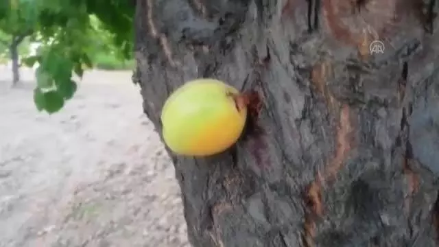 Kayısı meyvesi ağacın dalında değil gövdesinde çıktı
