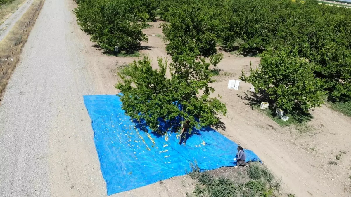 Mevsimlik tarım işçilerinin sıcak havada zorlu kayısı mesaisi