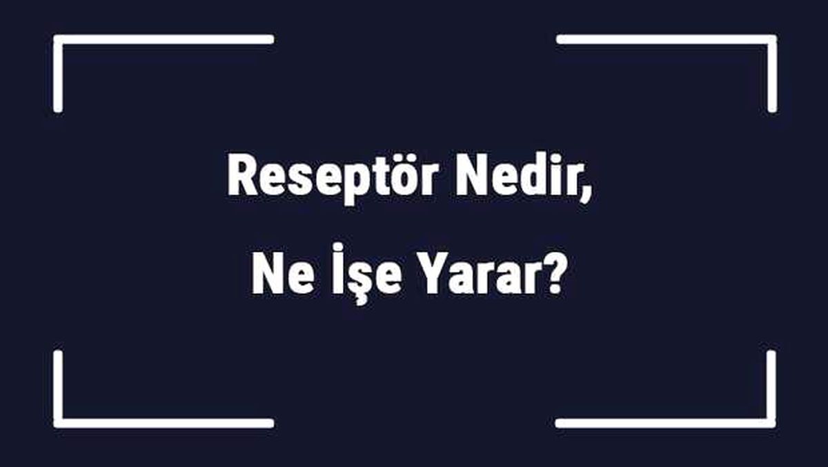 Reseptör Nedir, Ne İşe Yarar? Reseptör Nerede Bulunur?