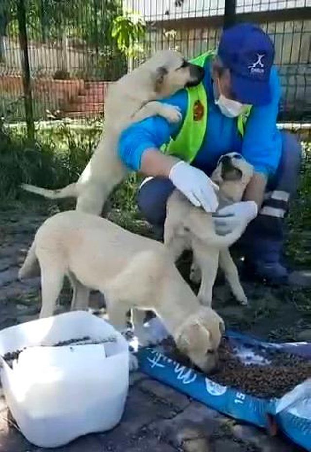 sokak hayvanlarinin ekrem amcasi sefkatiyle o 14 14243868 o