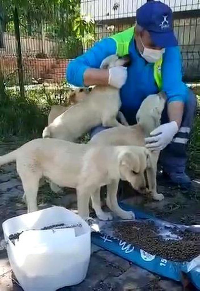 sokak hayvanlarinin ekrem amcasi sefkatiyle o 15 14243868 o