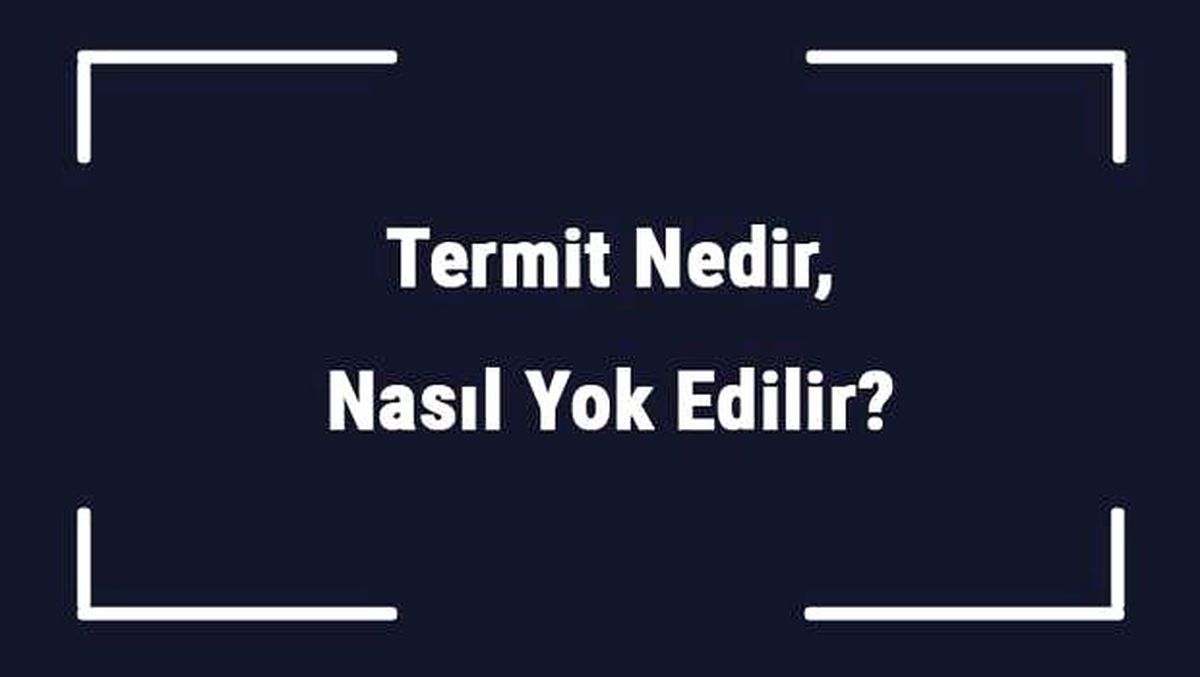 Termit Nedir, Nasıl Yok Edilir? Termit İnsana Zarar Verir Mi?