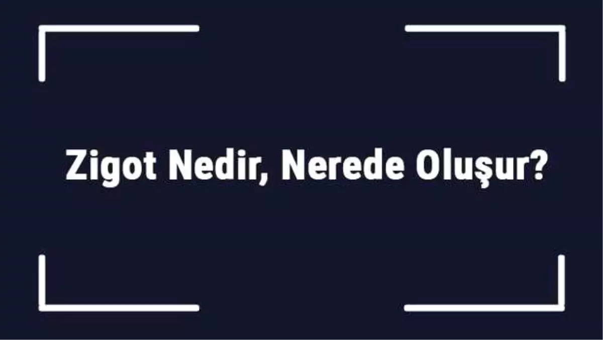 Zigot Nedir, Nerede Oluşur? Zigot Mitoz Bölünme Geçirir Mi?