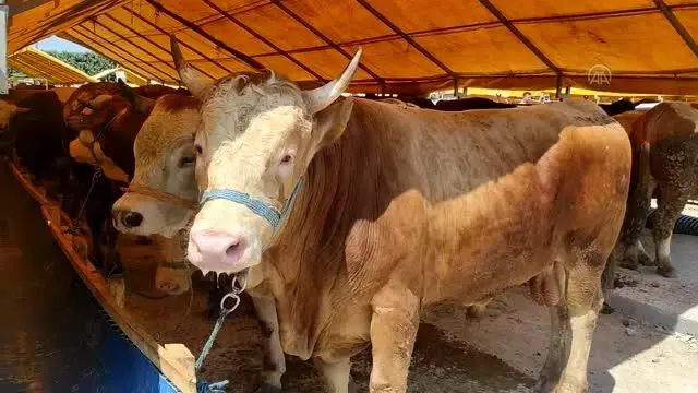 Bahçelievler'de kurban satış alanı kuruldu (2)