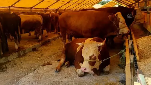 Bahçelievler'de kurban satış alanı kuruldu (2)