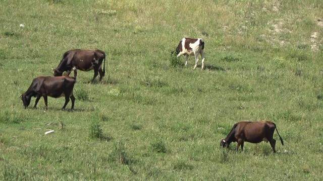 Bir zamanlar balık tutulan Altınkaya Barajı tarım arazisine dönüştü