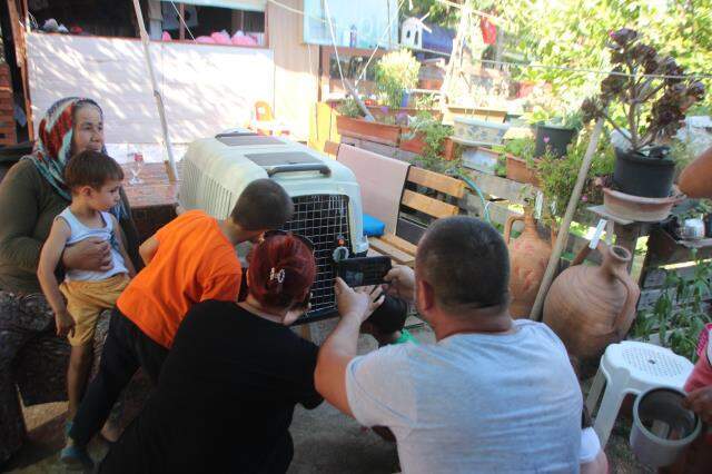 Bodrum'da İguana alarmı