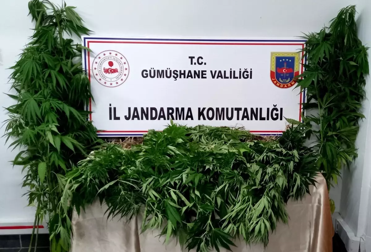 Gümüşhane'de 164 kök kenevir bitkisi ele geçirildi