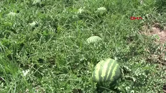 KARACABEY'DE KARPUZ HASADI BAŞLIYOR