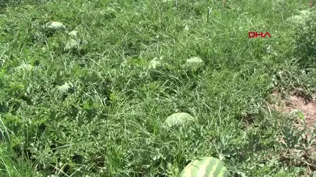 KARACABEY'DE KARPUZ HASADI BAŞLIYOR