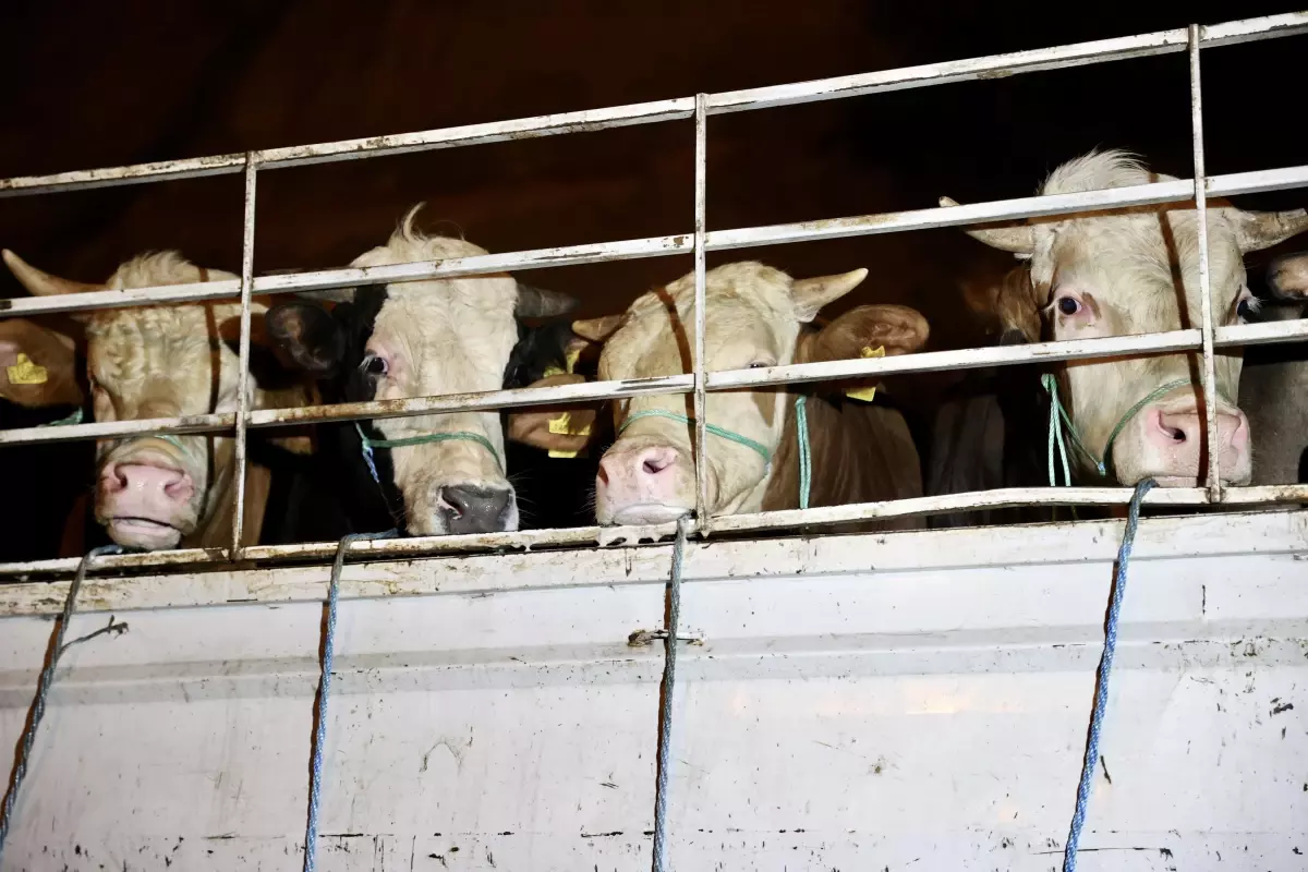 Kurbanlık hayvanların İstanbul'a girişi başladı