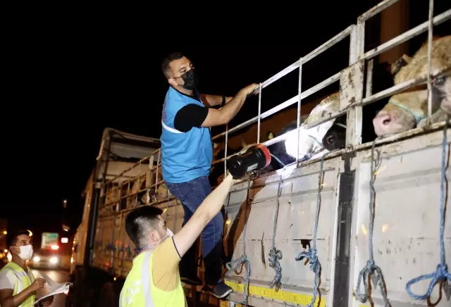 Kurbanlık hayvanların İstanbul'a girişi başladı 4 Kurbanlık hayvanların İstanbul'a girişi başladı
