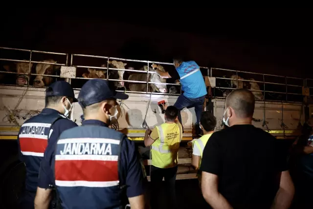 Kurbanlık hayvanların İstanbul'a girişi başladı 5 Kurbanlık hayvanların İstanbul'a girişi başladı