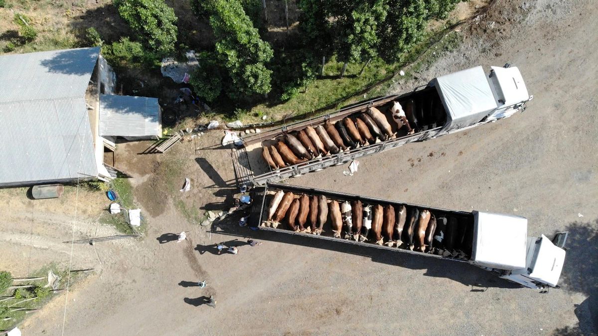 Muş'tan Batı illerine kurbanlık sevkiyatı başladı