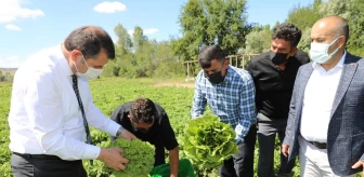 Sivas Valisi Salih Ayhan, çiftçilerle hasat yaptı