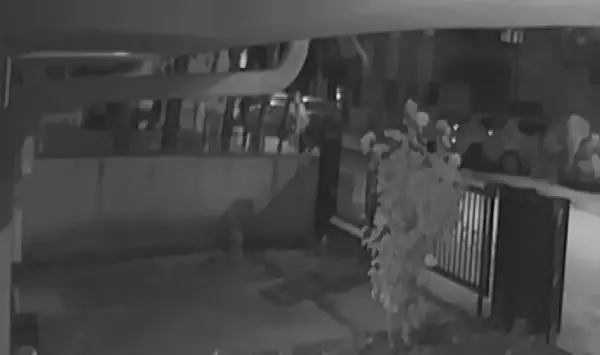 Tüfekle ağır yaraladığı eski eşini, kapısında beklemiş