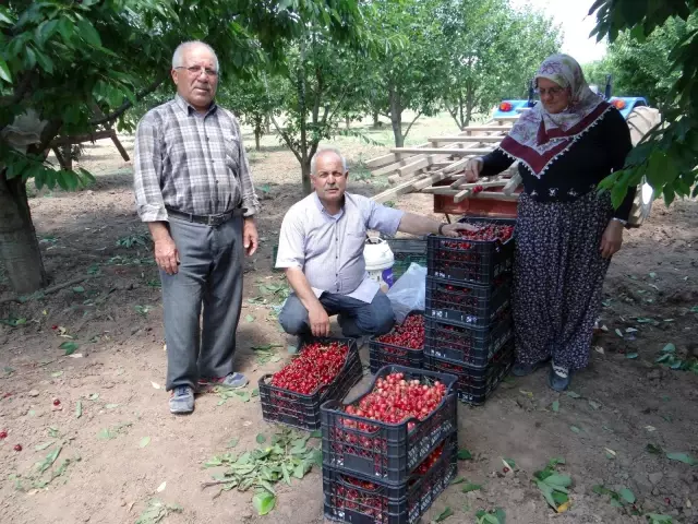 Tarlada 5, markette 20 lira! Kiraz üreticileri isyanda