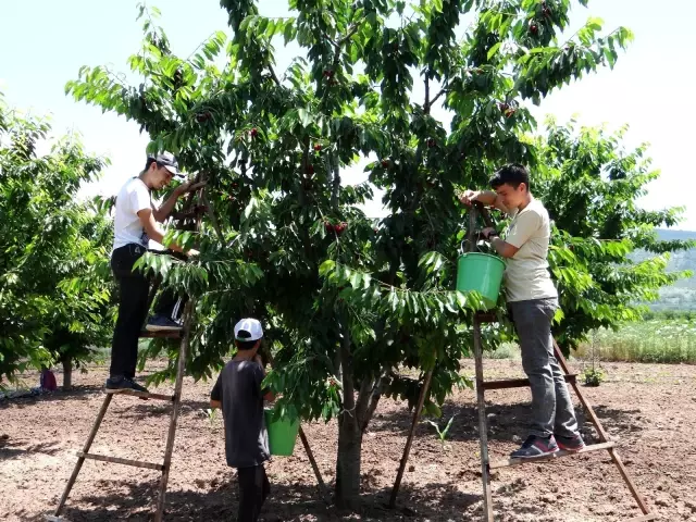 Tarlada 5, markette 20 lira! Kiraz üreticileri isyanda