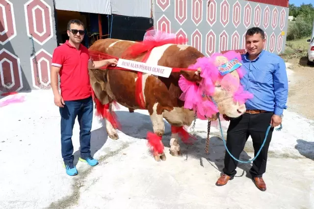 1.5 tonluk kurbanlık Paşa'yı, otomobil fiyatına satışa çıkardı 1.5 tonluk kurbanlık Paşa'yı, otomobil fiyatına satışa çıkardı