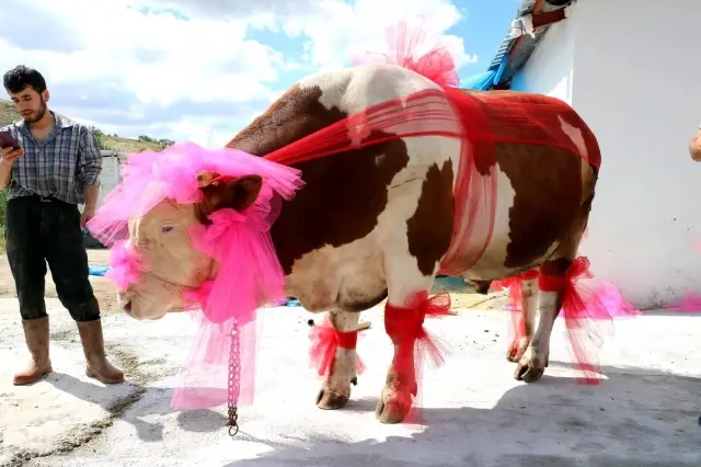 1.5 tonluk kurbanlık Paşa'yı, otomobil fiyatına satışa çıkardı 1.5 tonluk kurbanlık Paşa'yı, otomobil fiyatına satışa çıkardı