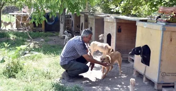 EVİNİN BAHÇESİNE YAPTIĞI KULÜBELERDE 70 KÖPEĞE BAKIYOR EVİNİN BAHÇESİNE YAPTIĞI KULÜBELERDE 70 KÖPEĞE BAKIYOR