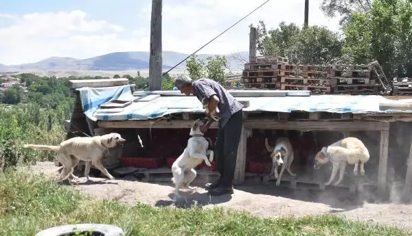 EVİNİN BAHÇESİNE YAPTIĞI KULÜBELERDE 70 KÖPEĞE BAKIYOR