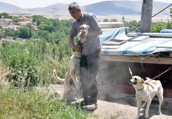 EVİNİN BAHÇESİNE YAPTIĞI KULÜBELERDE 70 KÖPEĞE BAKIYOR