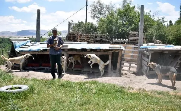 EVİNİN BAHÇESİNE YAPTIĞI KULÜBELERDE 70 KÖPEĞE BAKIYOR