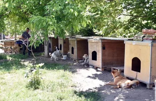 EVİNİN BAHÇESİNE YAPTIĞI KULÜBELERDE 70 KÖPEĞE BAKIYOR