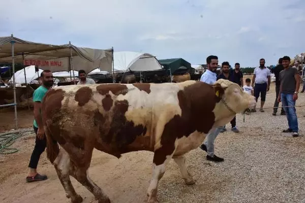 İzmir'de kurbanlık pazarının en büyüğü 'Paşa', 28 bin lira