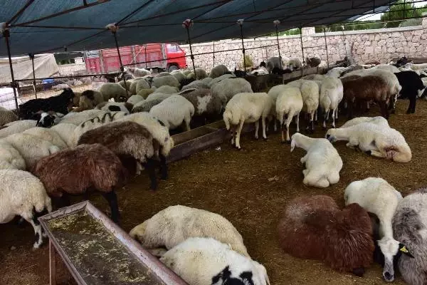 İzmir'de kurbanlık pazarının en büyüğü 'Paşa', 28 bin lira