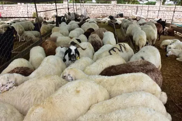 İzmir'de kurbanlık pazarının en büyüğü 'Paşa', 28 bin lira
